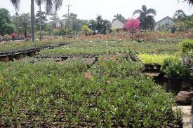 Picture of Crops in a Field